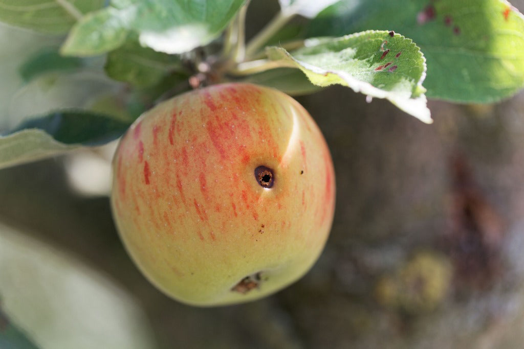 Apple with codling moth sting damage