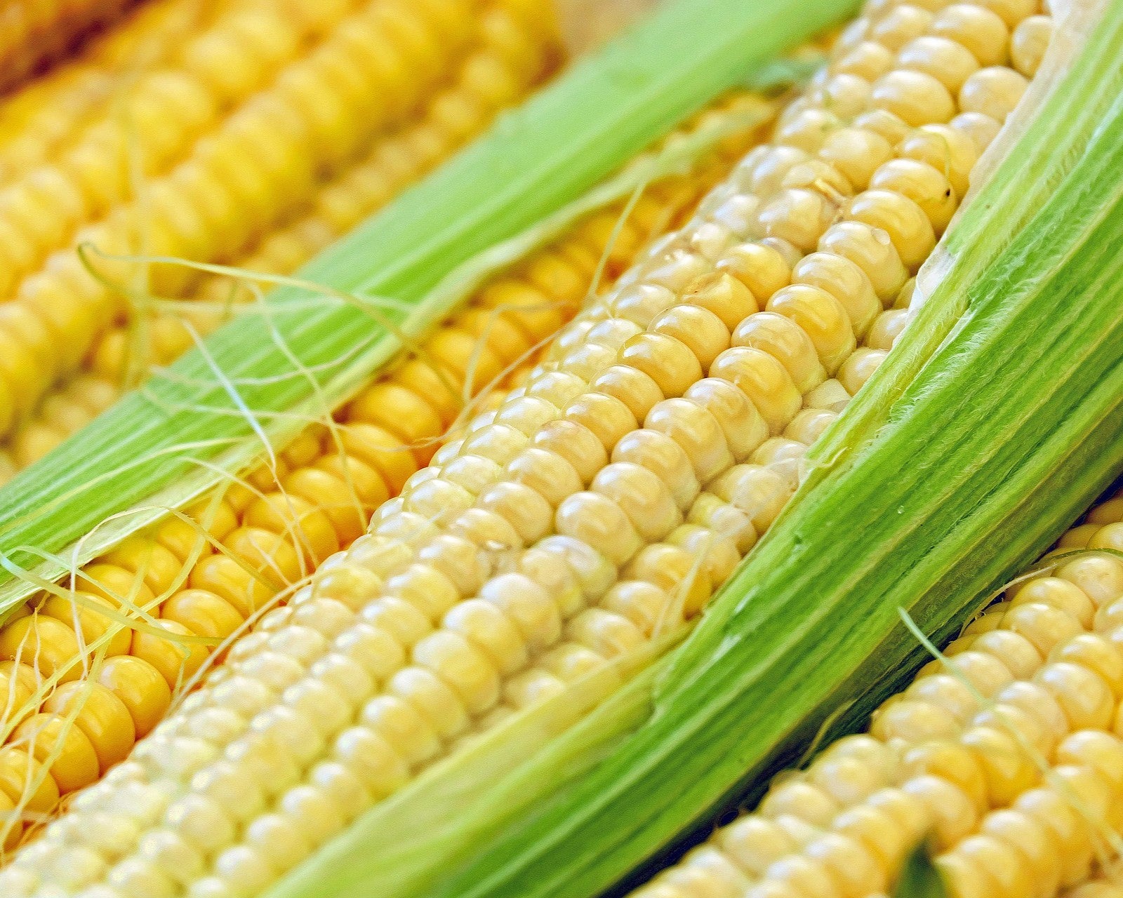 Ears of yellow sweet corn