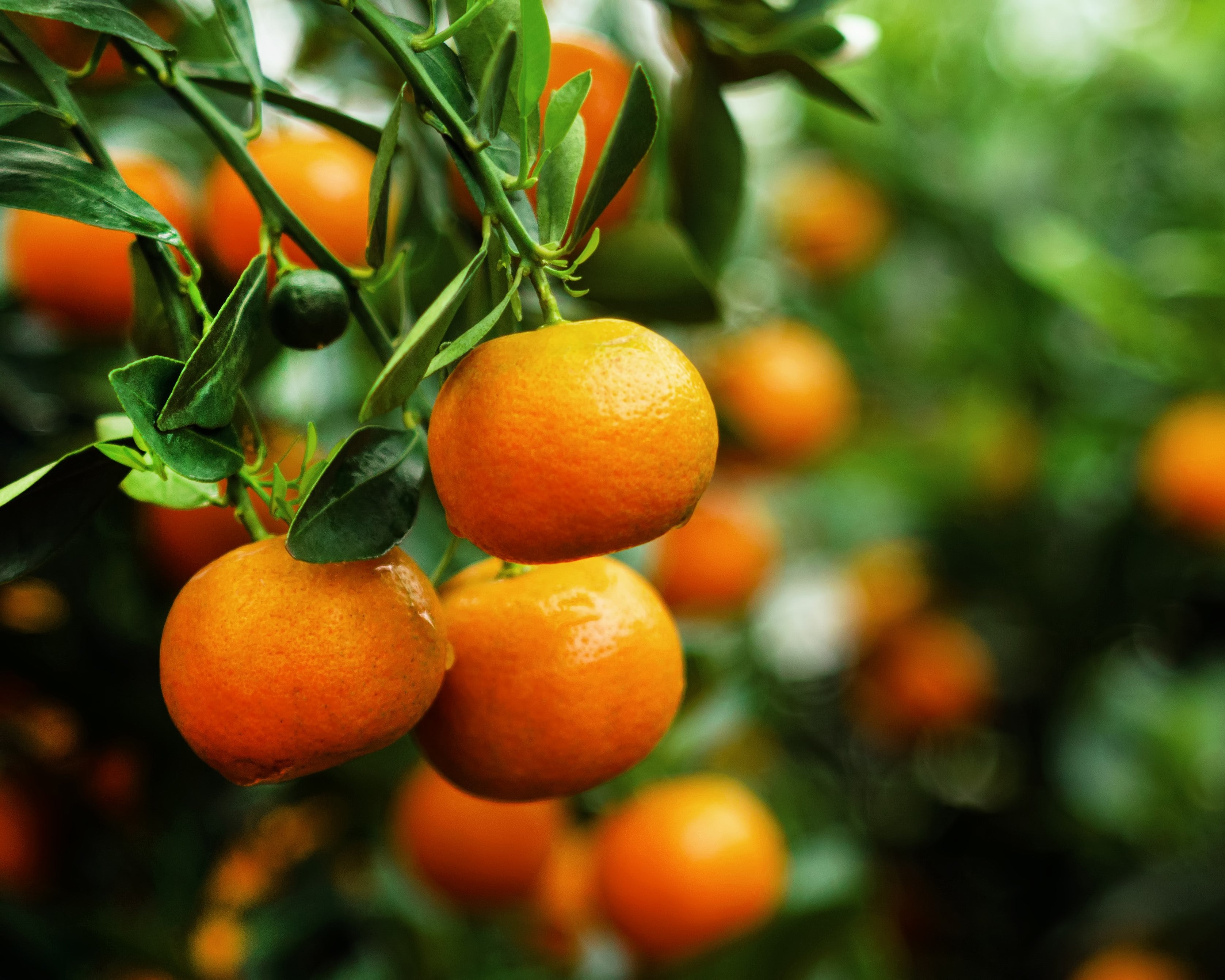 Tangerines growing on a citrus tree