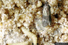 BUGS in the PANTRY?