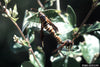 Banded Ash Clearwing Borer