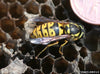 Yellow Jacket and Wasp