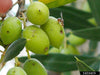 Olive Fruit Fly